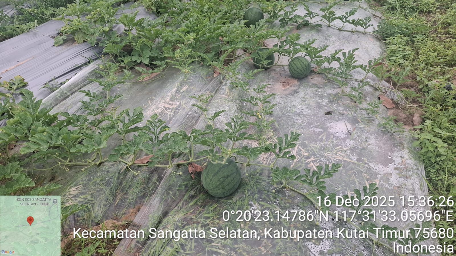 Semangka