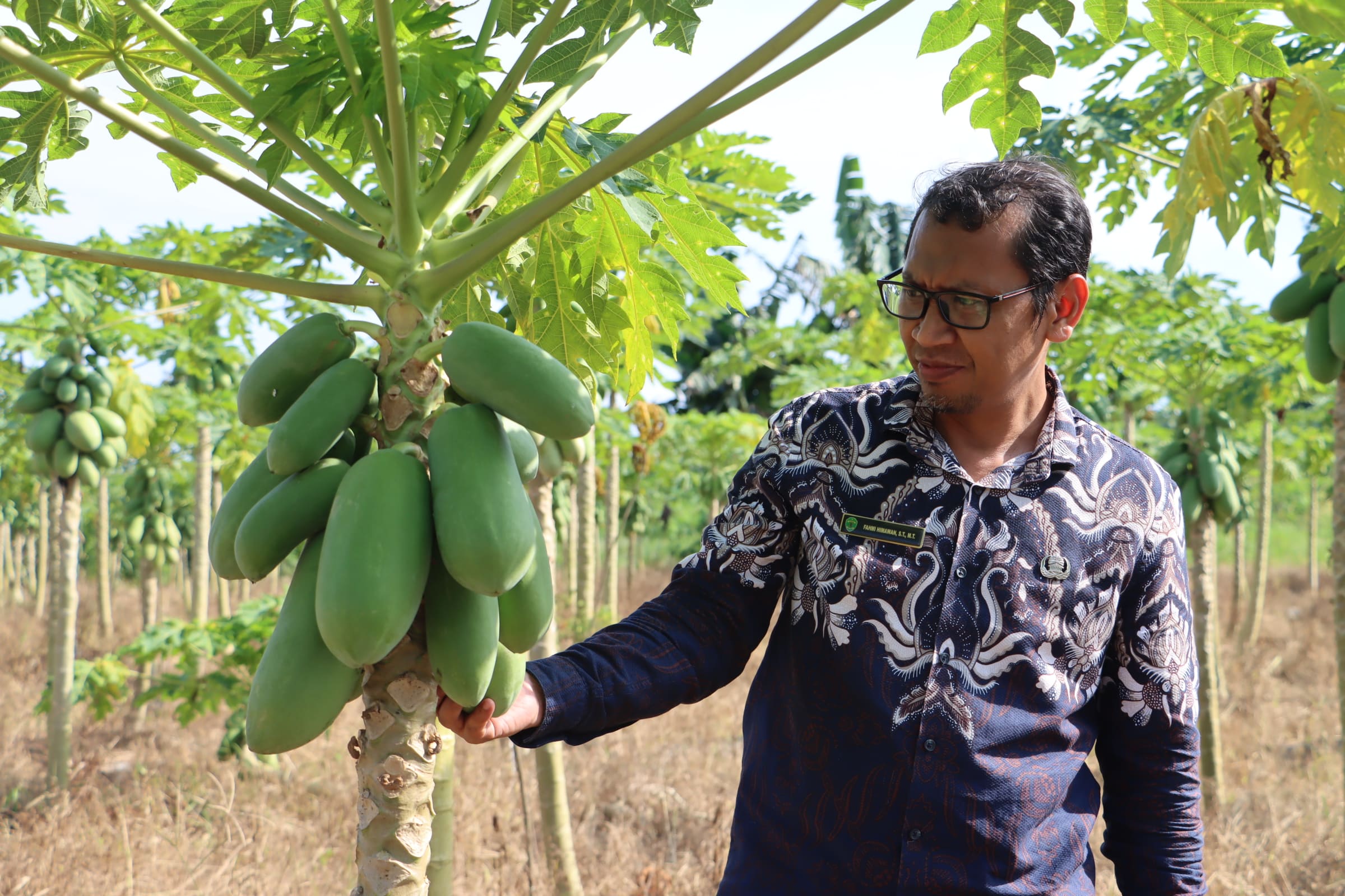 Kebun Pepaya